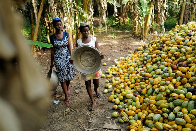 Ghanaian cocoa farmers harvesting pods in the Ahafo Region